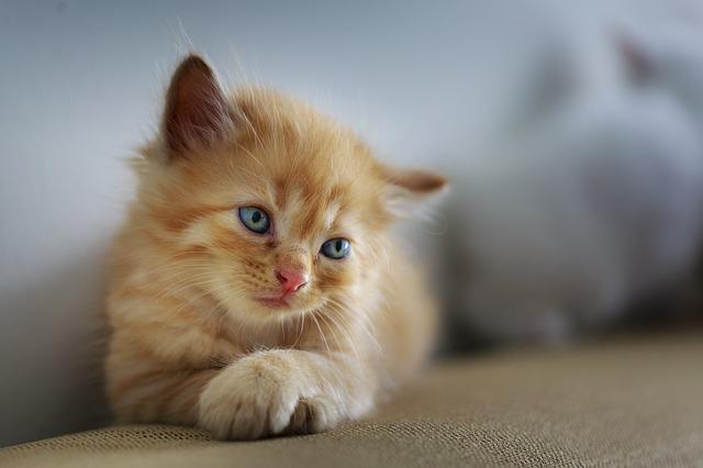 5-websites-compare-the-best-pet-insurance-policies